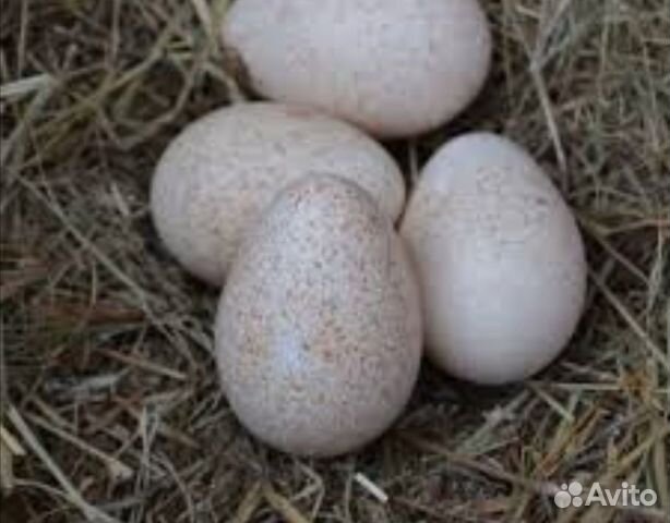 Яйцы купить на Зозу.ру - фотография № 1