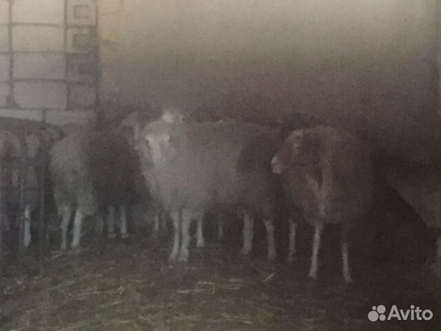 Овцы с ягнятами и на мяса купить на Зозу.ру - фотография № 4