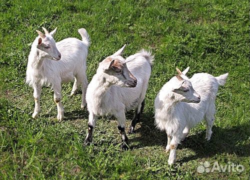Продам коз с козлятами купить на Зозу.ру - фотография № 1