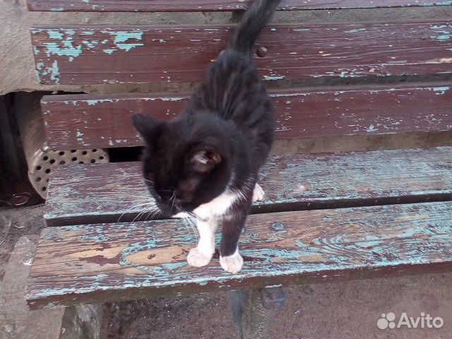 Кошка в добрые ручки (девочка) купить на Зозу.ру - фотография № 1