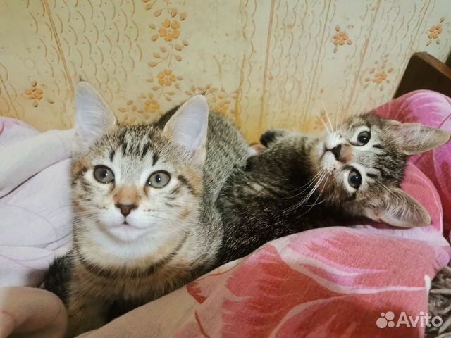 Отдам в добрые руки двух воспитанных котят купить на Зозу.ру - фотография № 3