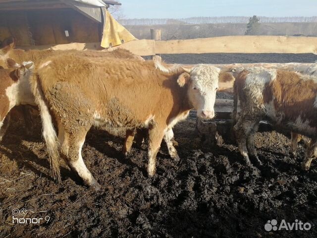 Тёлки стельные и на мясо купить на Зозу.ру - фотография № 10