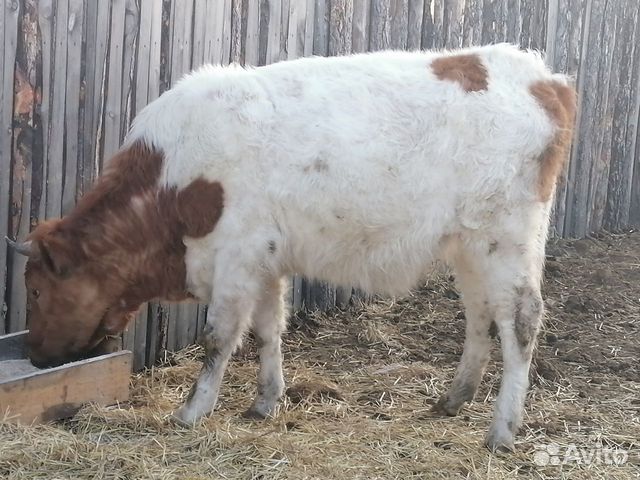 Продам телку 2 г стельную или обменяю быка купить на Зозу.ру - фотография № 2