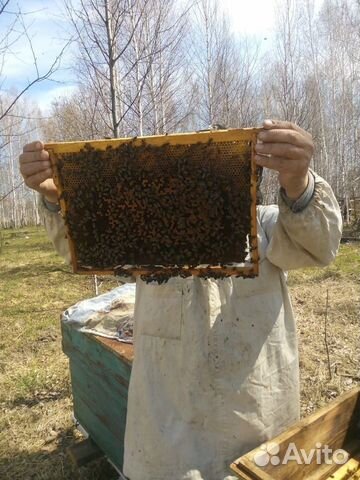 Пчелопакеты сибирской пчелы купить на Зозу.ру - фотография № 3