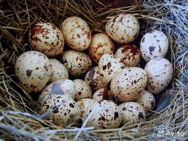 Яйца Перепелиные купить на Зозу.ру - фотография № 1