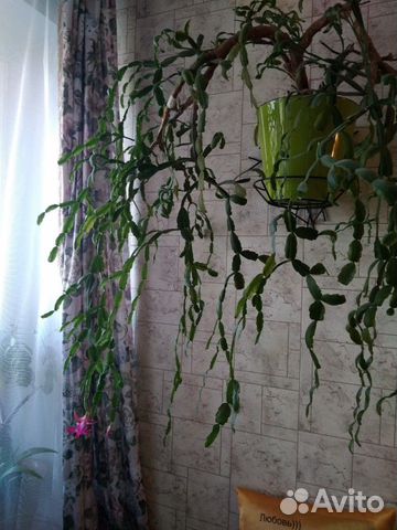 Цветок Декабрист