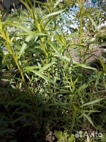 Корни эстрагона гвоздичного, мелисса лимонная