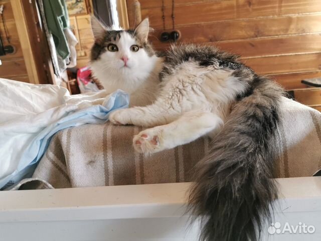 Красивый Котенок Марат 9 мес. крупный парень. Прив