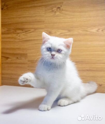 Клубные британцы Клубные британцы