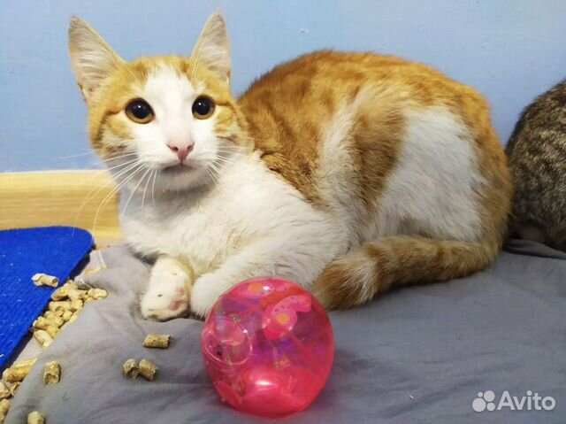 Котейки ищут дом Котейки ищут дом