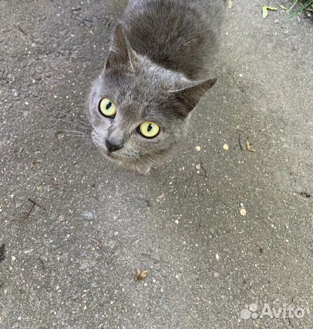 Кошка-подросток в добрые руки