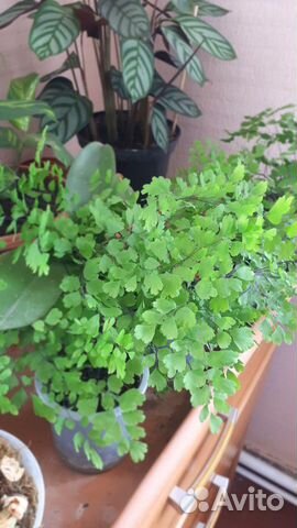 Цветы домашние Цветы домашние