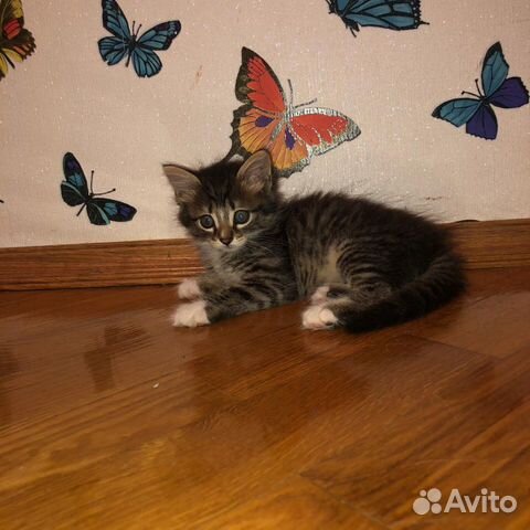 Котенок Котенок