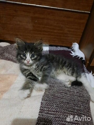 Котёнок Котёнок