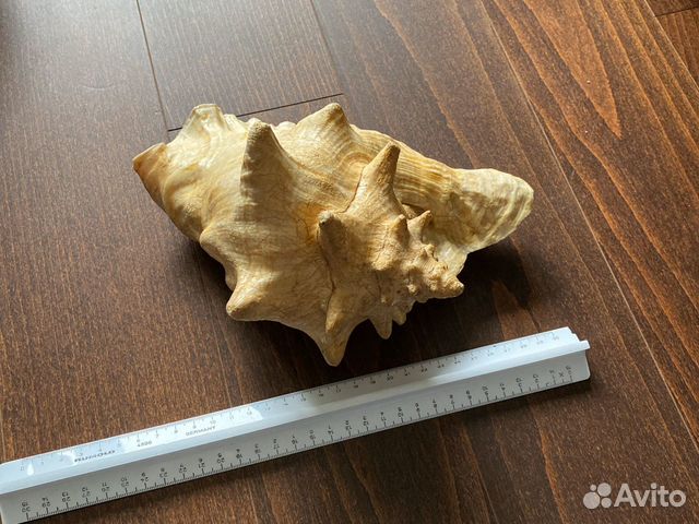 Ракушка большая