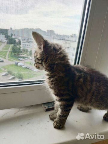 Котенка в добрые руки