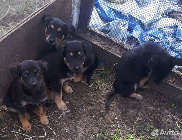 Give puppies
