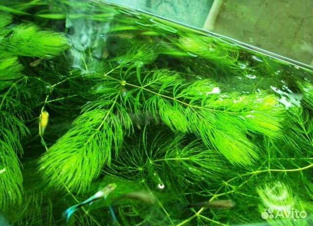 Аквариумные растения 