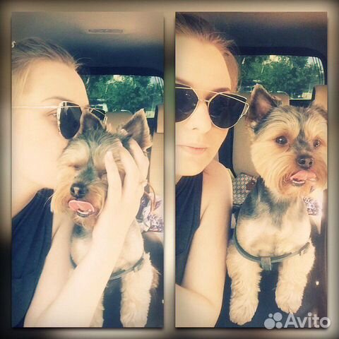 Присмотр,Передержка, выгул животных )