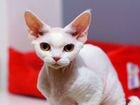 Взрослая кошка Девон-рекс объявление продам