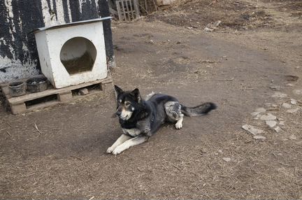 Собака Бакс в добрые руки