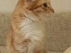 Котенок лесной норвежский рыжий мальчик 4мес приви объявление продам