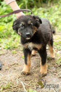 Щеночек Гамлет ищет дом