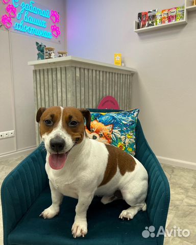 Груминг стрижка собак и кошек