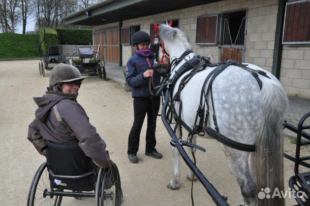 Драйвинг, иппотерапия,адаптивная,развив. верх.езда