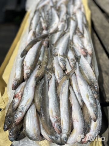 Корюшка с/м крупная (Николаевск) сезон 2023г