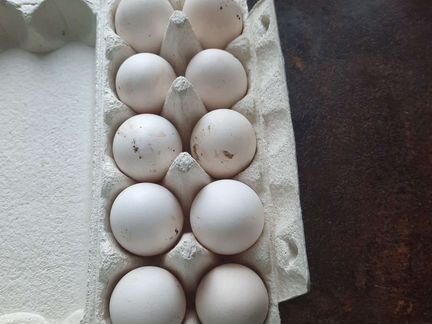 Инкубационное яйцо куриное несушек