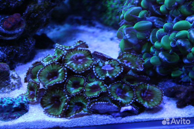 Продам кораллы: Зонты для Морского Аквариума