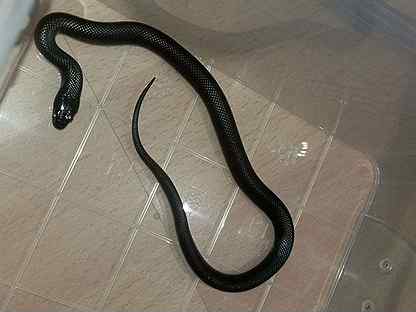Нигрита, чёрная королевская мексиканская змея