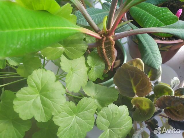 Фиалка, молочай, герань