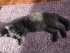 Британские котята серые бесплатно объявление продам