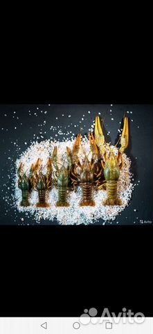 Раки живые 12.08.2023