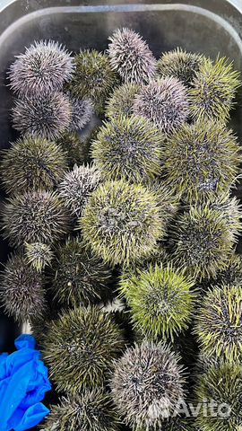 Морские ежи живые, гребешки, мидии и т.д