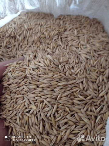 Зерно овес пшен ячм отр пш отр ржан горох гречка