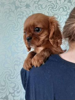 РКФ кавалер кинг чарльз дети