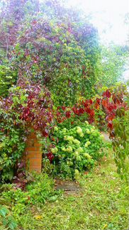 Девичий виноград