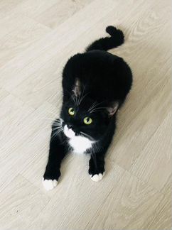 Тома,молодая киса в поисках семьи