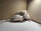 Крысята дамбо крыса стандарт объявление продам