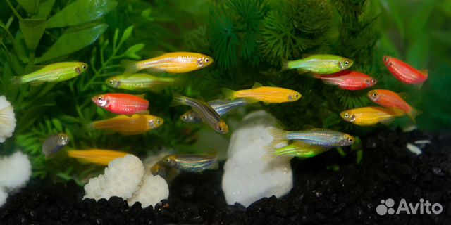 Аквариумные рыбки