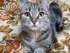 Кошка с мраморным окрасом объявление продам