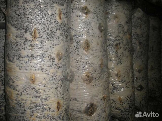 Отработанные грибные блоки на удобрение