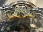 Черепаха Красноухая + аквариум отдам объявление продам