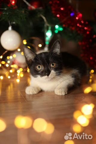 Котенок в дар