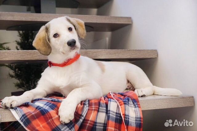 Фотограф для животных