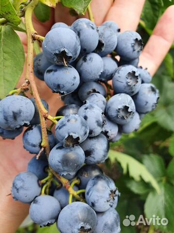 Голубика садовая саженцы