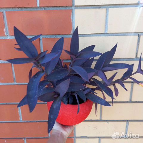 Большой выбор интересных растений